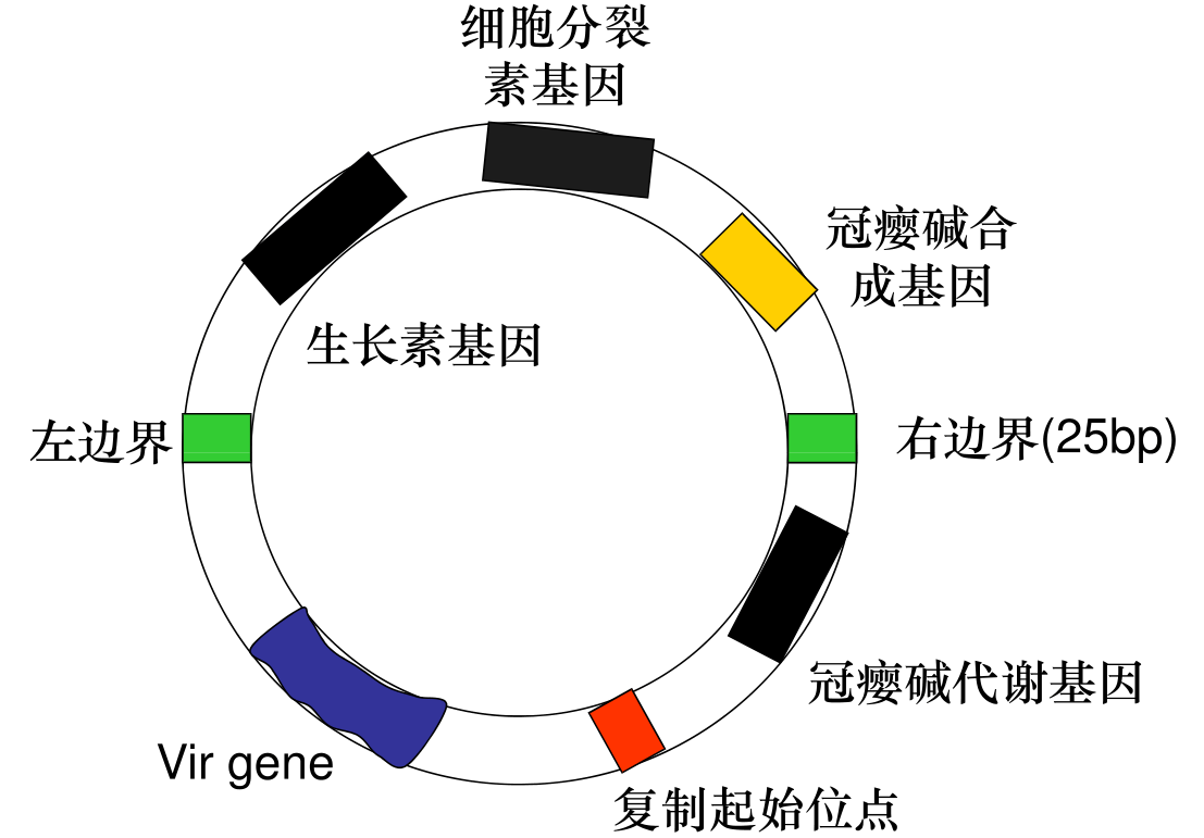 克隆的资料